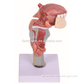 Plastic human laryngeal model with teeth and laryngeal